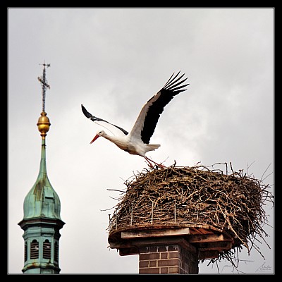 storch006 1zu1-wz-r.jpg